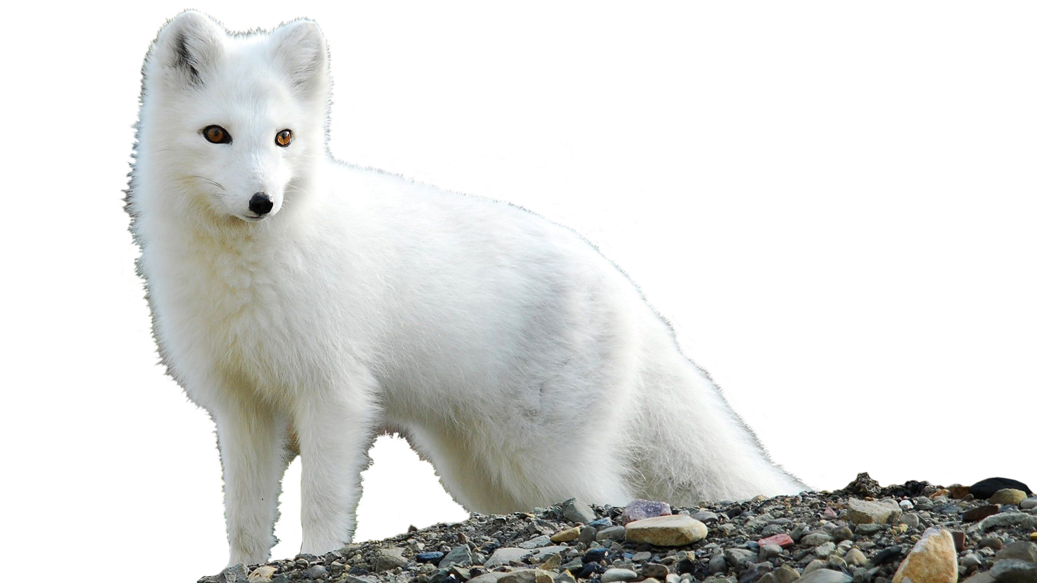 Pic PNG fox arctic