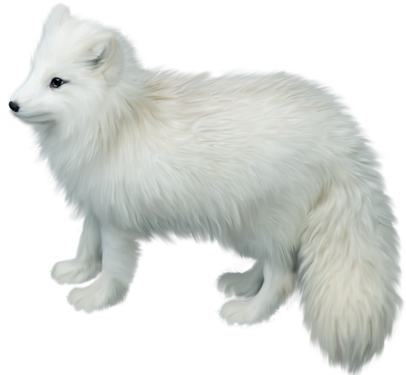 Arctic Fox PNG Picture