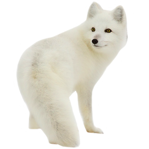 Arctic Fox PNG Transparent Image