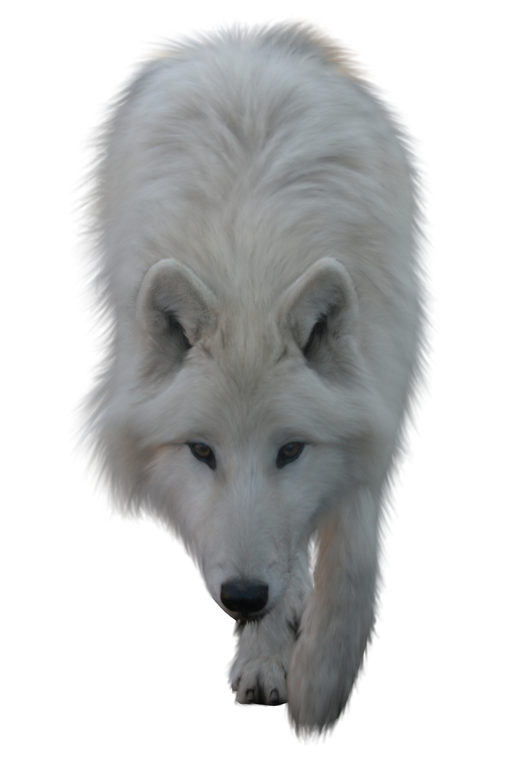 Arctic Fox Transparent Background PNG