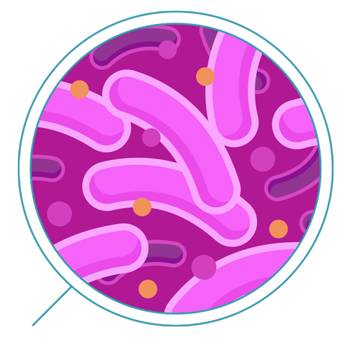 Bacteria PNG Download Image