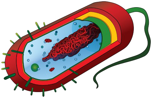 Imagen PNG de las bacterias