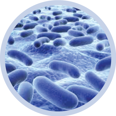 Immagine Trasparente per batteri PNG