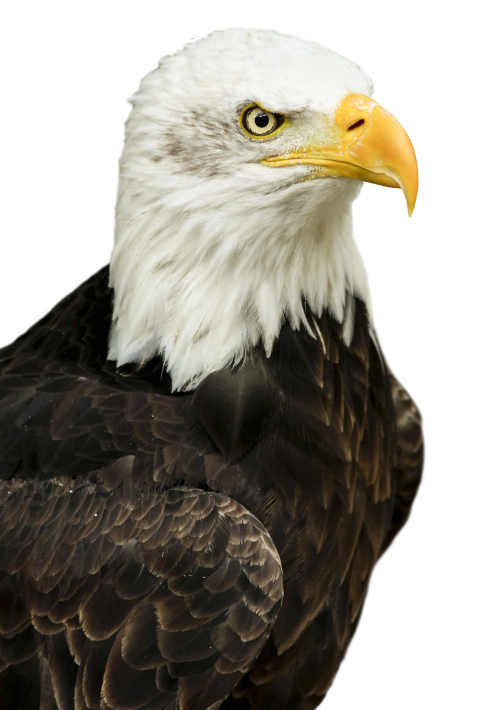 Bald Eagle Descargar imagen PNG Transparente