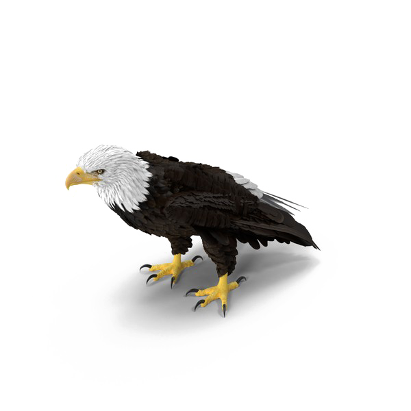 Лысый орлан PNG Скачать изображение