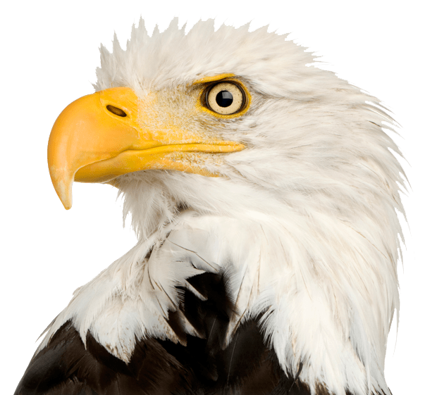 Imagem de alta qualidade de águia careca PNG