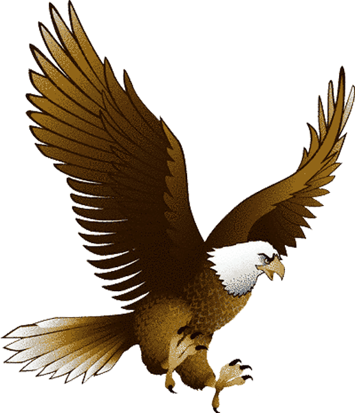 Лысый орлан PNG изображение фон