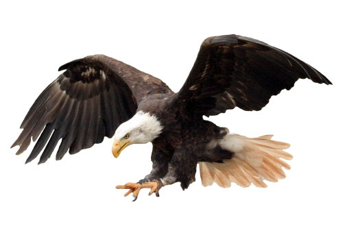 Imagem de PNG de águia careca com fundo transparente