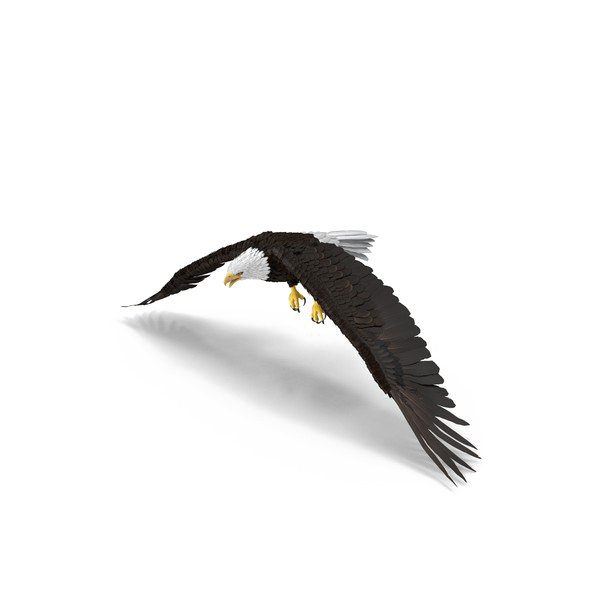 대머리 독수리 PNG 사진