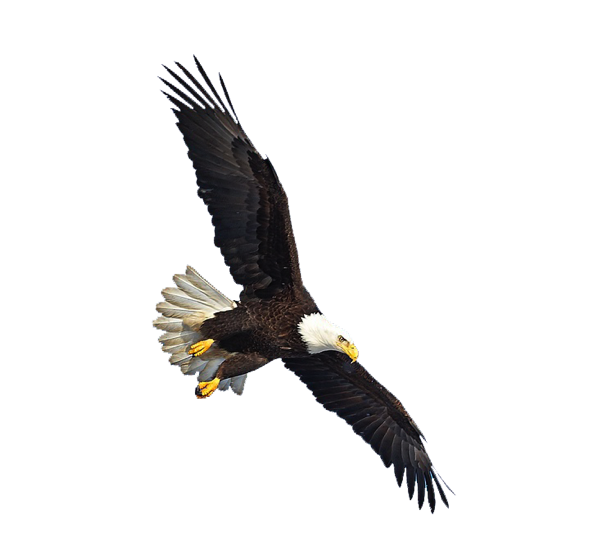 Imagem transparente de águia careca