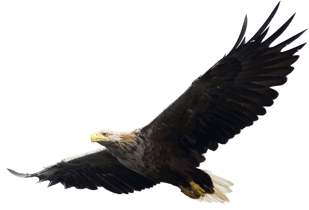 Kahler Eagle transparente Bilder