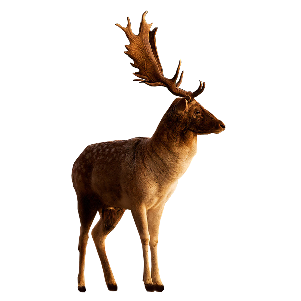 Barasingha deer PNG تحميل مجاني