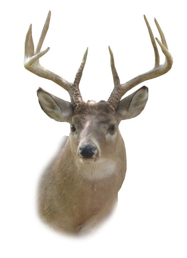 Barasingha deer PNG صورة عالية الجودة