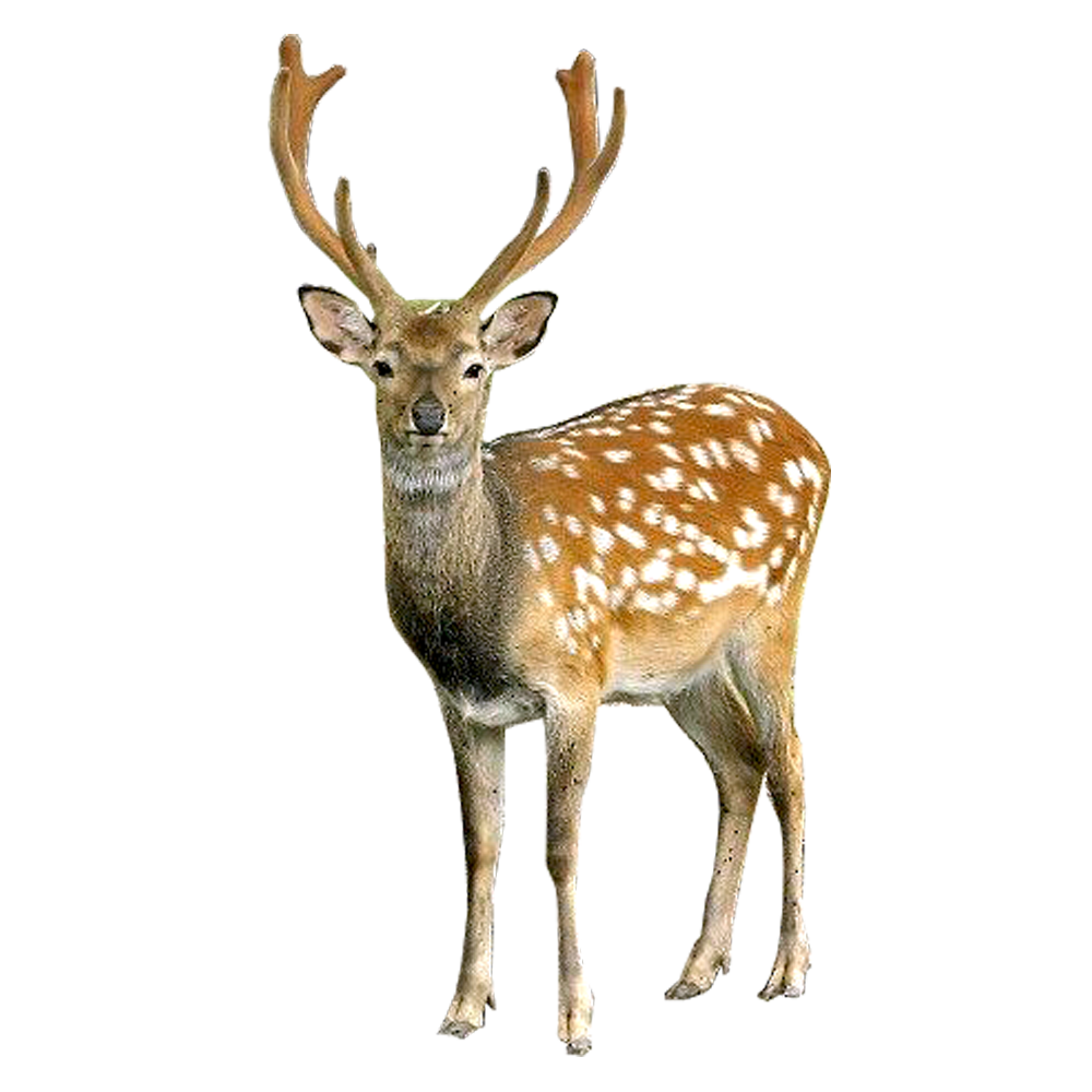 Barasingha deer PNG صورة خلفية