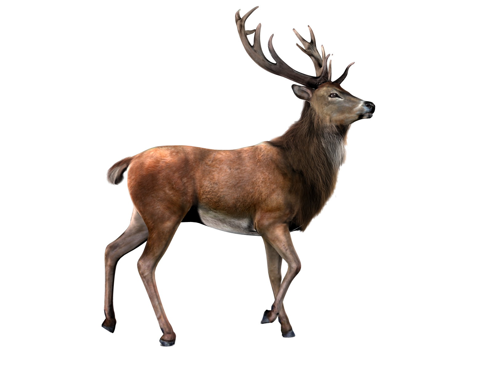 Barasingha Deer PNG-Afbeelding