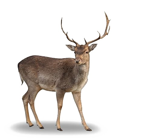 Barasingha deer PNG صورة