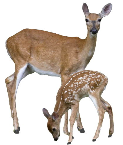 Barasingha Deer PNG Transparent Image