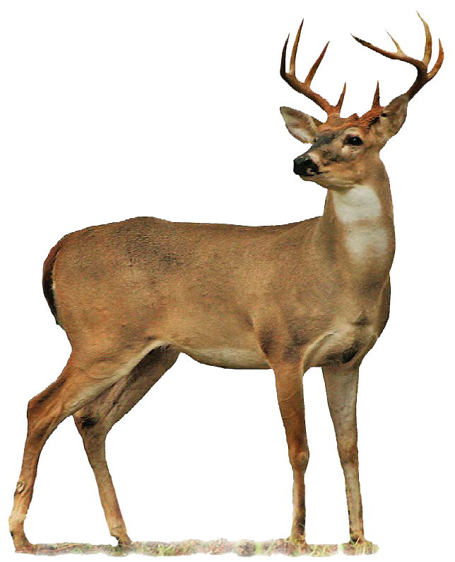 Barasingha deer صورة شفافة