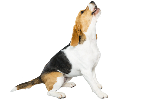 Beagle تحميل صورة PNG شفافة