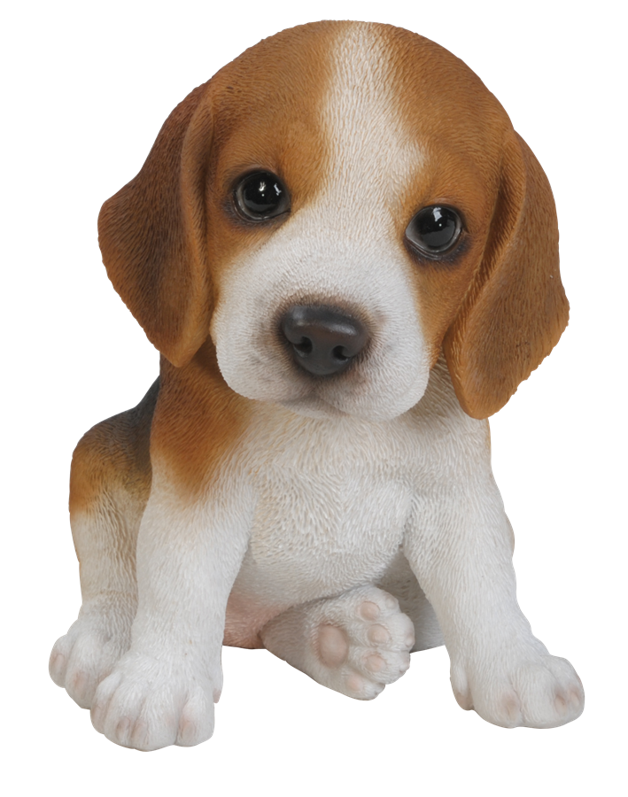 Beagle PNG фоновое изображение