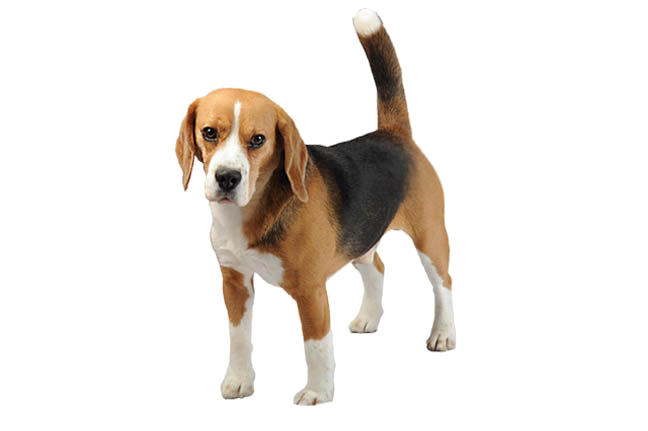 Beagle PNG Download Grátis