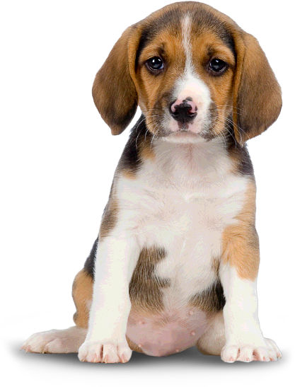 Beagle PNG изображение фон