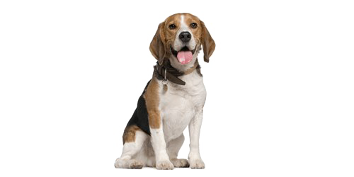 Beagle PNG Pic