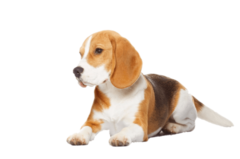 Beagle прозрачное изображение