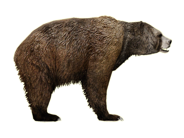 Bear PNG Background Image