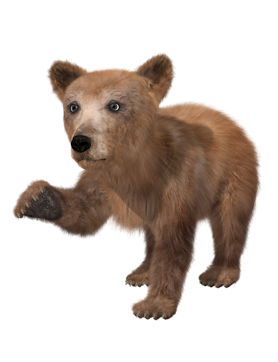 Bear PNG High-Quality Image