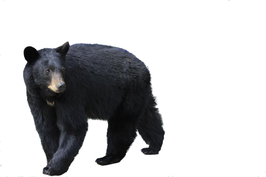 Bear Transparent Background PNG