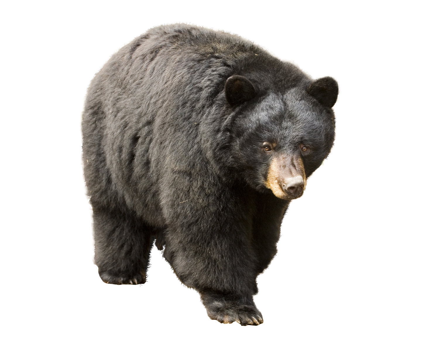 Bear Transparent Image