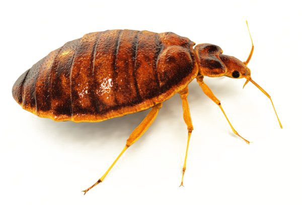 Bed Bug PNG Image Background