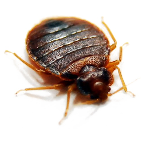 Bed Bug PNG Transparent Image