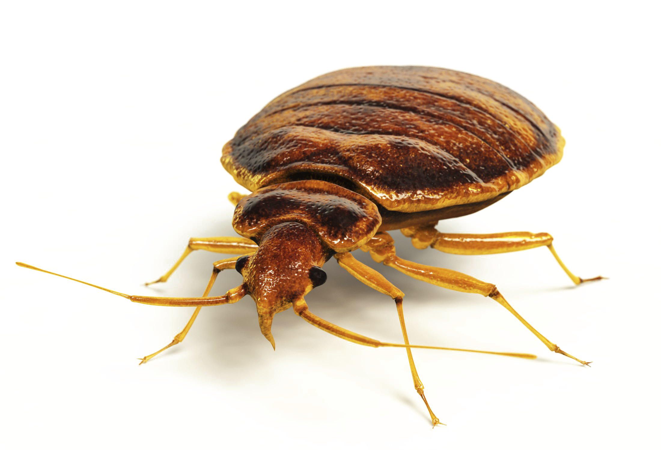 Bed Bug Transparent Image
