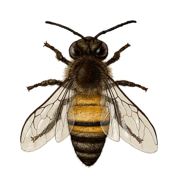 نحلة تحميل صورة PNG شفافة