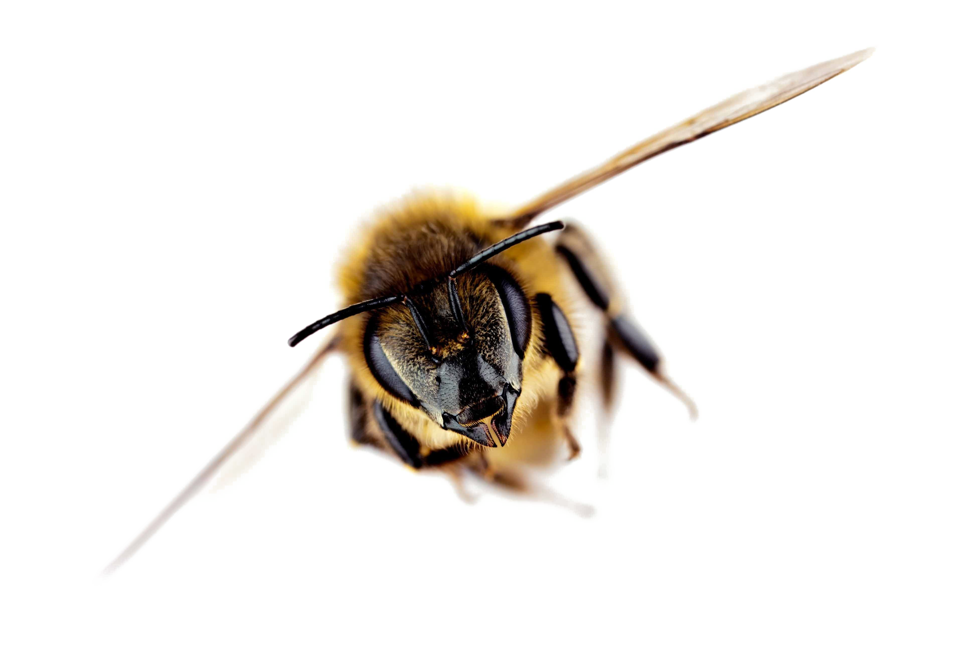 Bee Free PNG Image