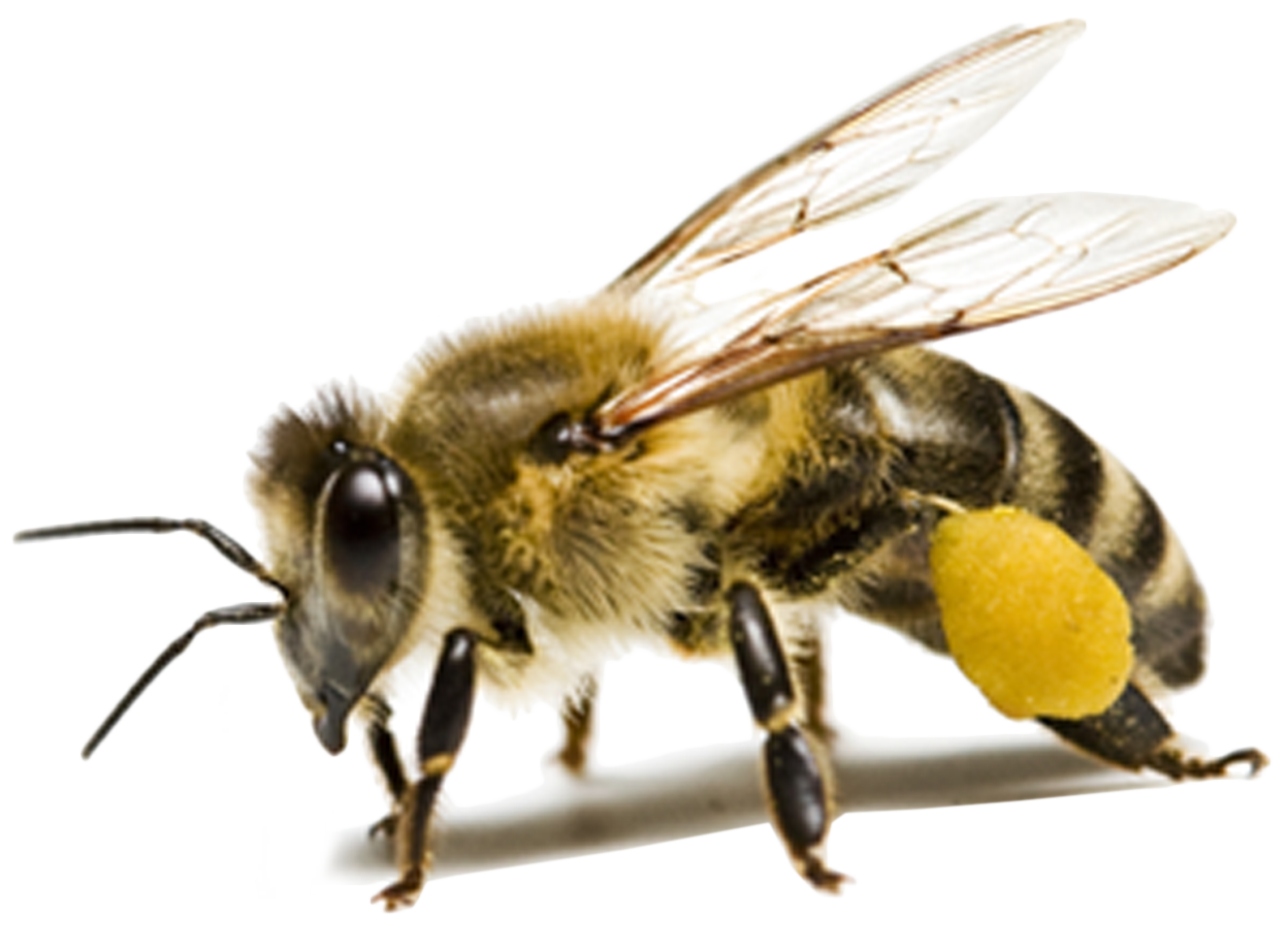 Bienen-Png-Hintergrundbild