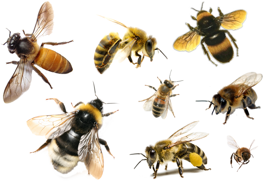 Lebah PNG Unduh Gratis