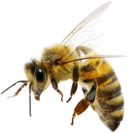 꿀벌 PNG 고품질 이미지