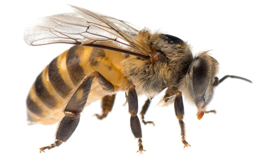 Latar belakang Gambar lebah PNG