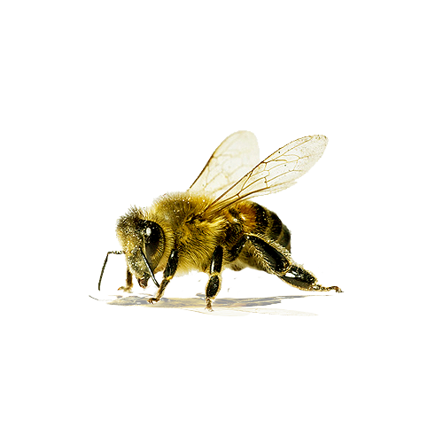 Bienen-PNG-Bild transparent