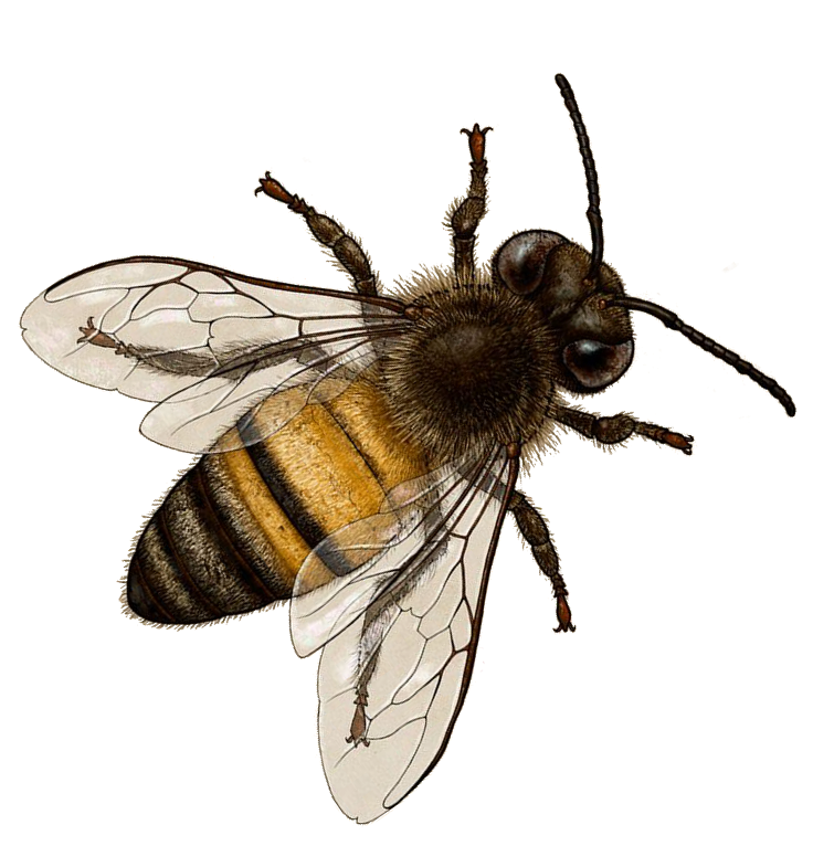 Gambar lebah PNG dengan latar belakang Transparan