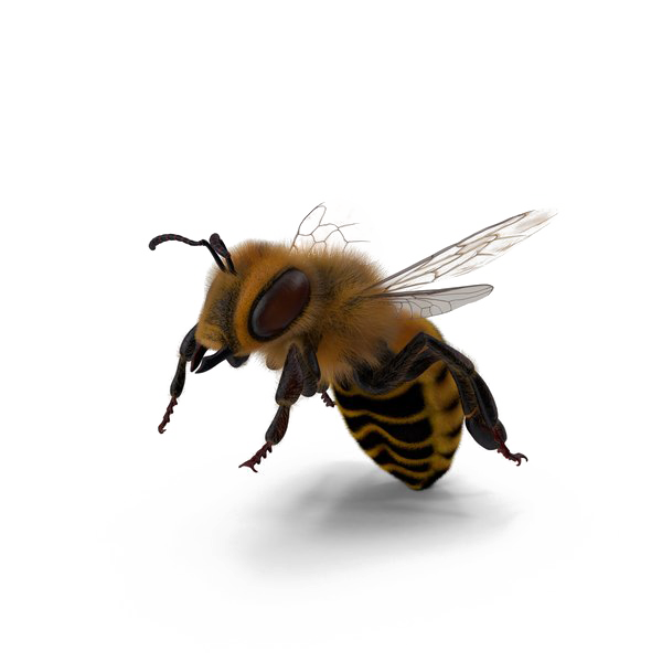 Bee PNG Image