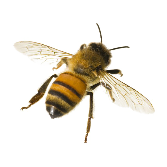 Bee PNG Photo