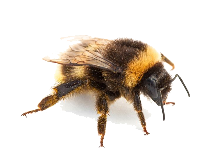 Bee PNG Picture