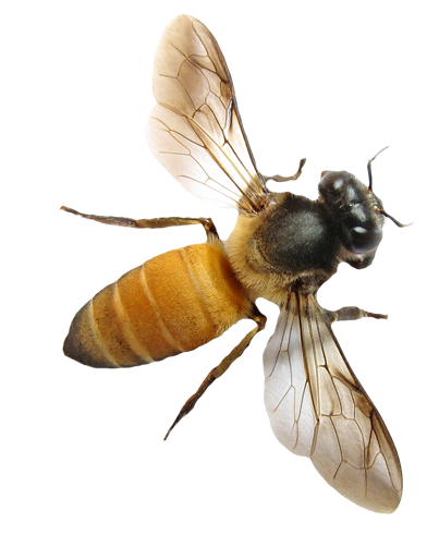 Bee PNG Transparent Image