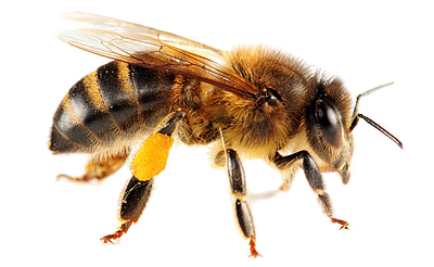 Bienen Transparentes Bild