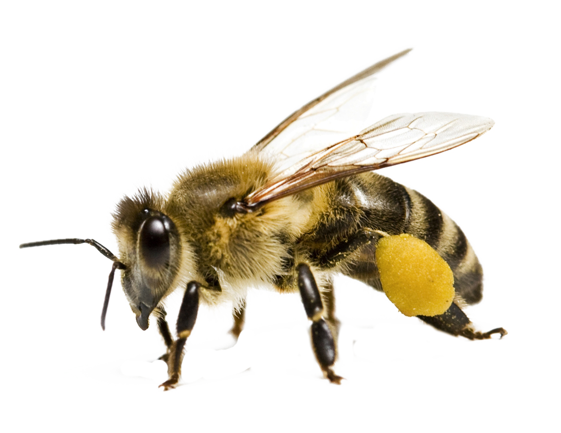 الصور الشفافة النحل