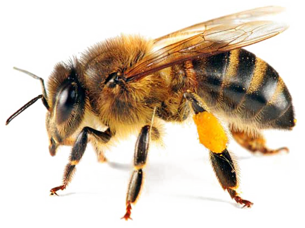 نحلة شفافة